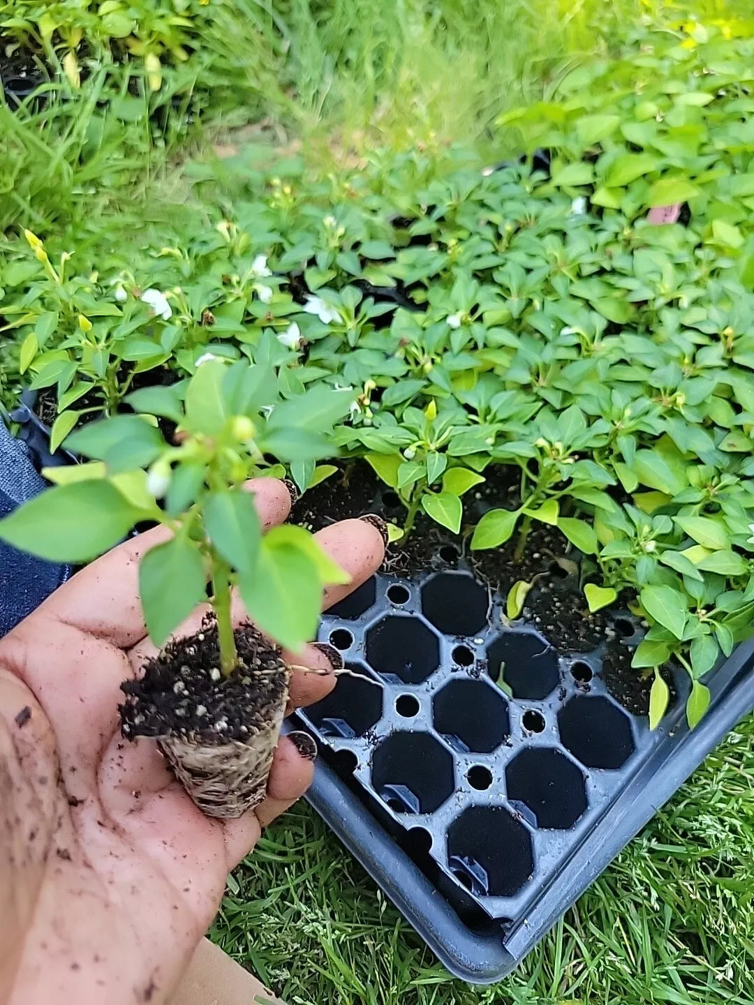 Fresh Ornamental Pepper Plant - Rainbow Colors, Capsicum annuum, Live Indoor or Garden Plant, Easy to Grow