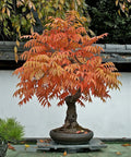 Dwarf Flameleaf Sumac Seeds - Vibrant Red & Orange Foliage - Rhus copallinum - 30+ Seeds for Garden, Landscape & Containers