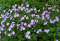 Wild Geranium Plants - 5 Bare Root Geranium maculatum Perennials for Woodland Gardens and Shade Landscaping