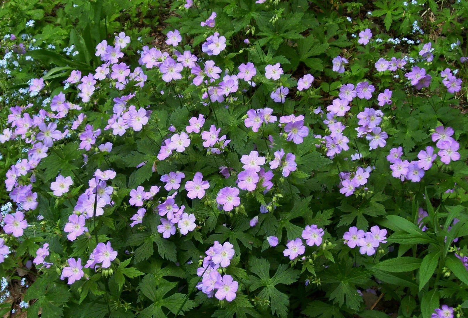Wild Geranium Plants - 5 Bare Root Geranium maculatum Perennials for Woodland Gardens and Shade Landscaping