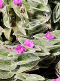 Fluzzy White Velvet Tradescantia Sillamontana Cuttings in 2" Pot - Indoor Live Plant