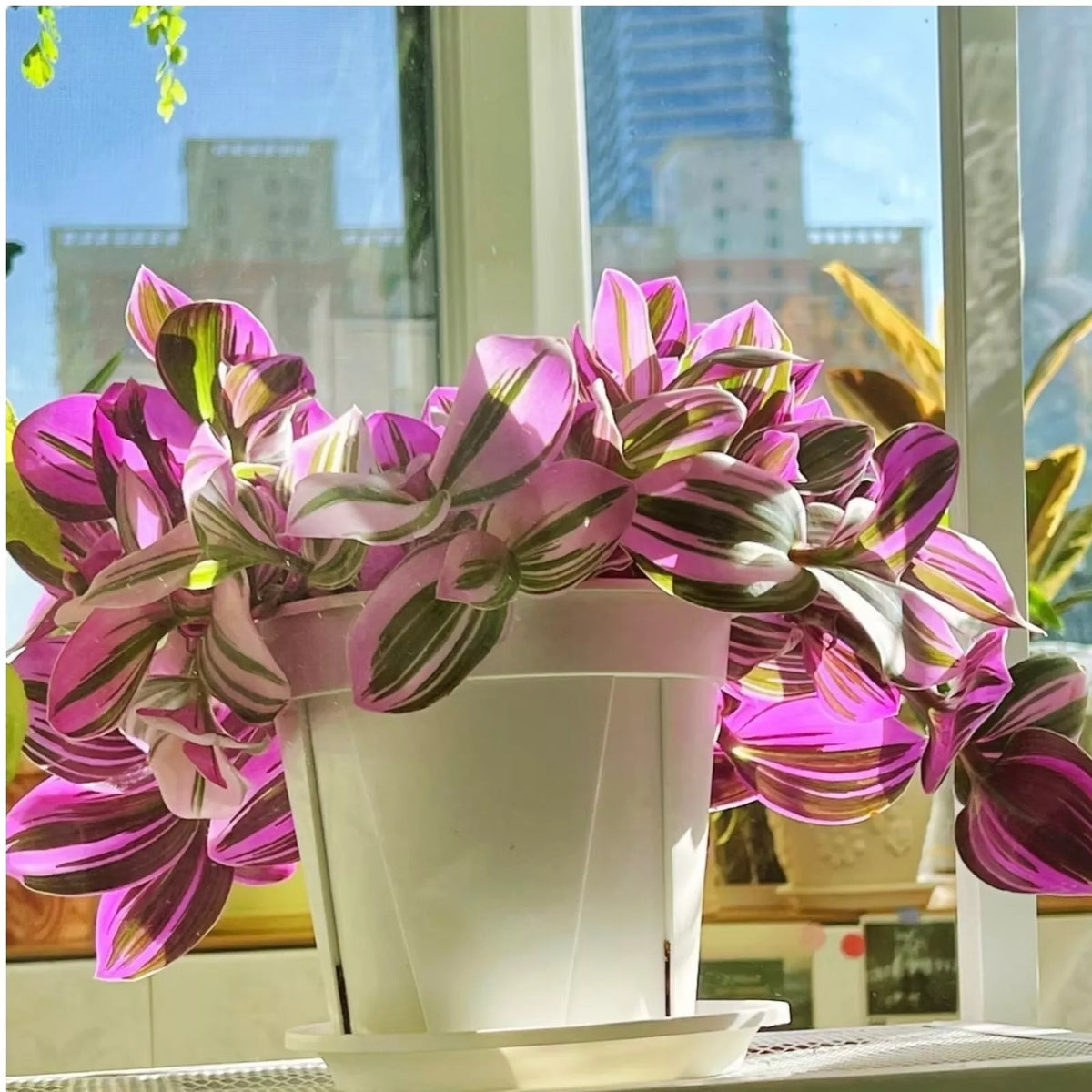 Unrooted Tradescantia Nanouk Cuttings - 3-4 Inches, Pink and Green Variegation, Houseplant Propagation, Tradescantia albiflora 'Nanouk'