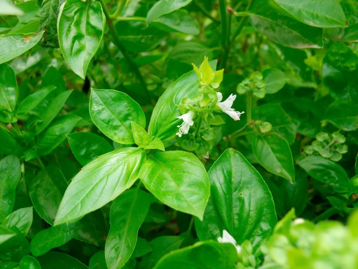 Clove Scented Basil Seeds - NON-GMO, Tree Basil, Himalayan Basil, Ocimum gratissimum, Culinary Herb, Full Sun, Pack of 100