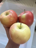 Organic Ambrosia Apple Seeds - Non-GMO, Sweet Fruit Tree, Homegrown Edible Variety, Malus domestica, for Gardening