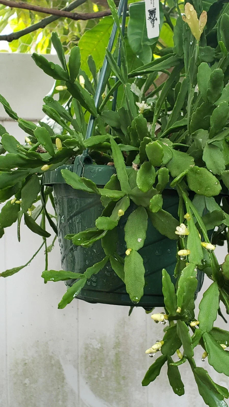 Rhipsalis aff. goebeleana Cuttings - 5 Pack, Orchid Cactus with White Blooms, Trailing Succulent, Indoor Plant, Rare HTF