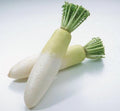 Daikon Radish Seeds - 200+ Heirloom Organic Non-GMO Chinese White Radish Seeds - Perfect for Home Gardening