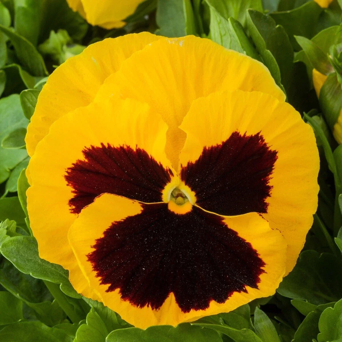 Pansy Seeds 50 Count - Yellow Blotch Viola tricolor Garden Flower Seeds for Containers & Beds