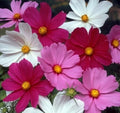 Cosmos Flower Seeds - Sensation Mix, 100+ White Red Purple Annual, Cosmos bipinnatus, Full Sun, Easy to Grow