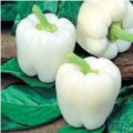 White Bell Pepper Seeds - Heirloom Organic Non-GMO Capsicum annuum, 10+ Fresh Seeds for Home Garden, Crisp, Large White Bell Peppers