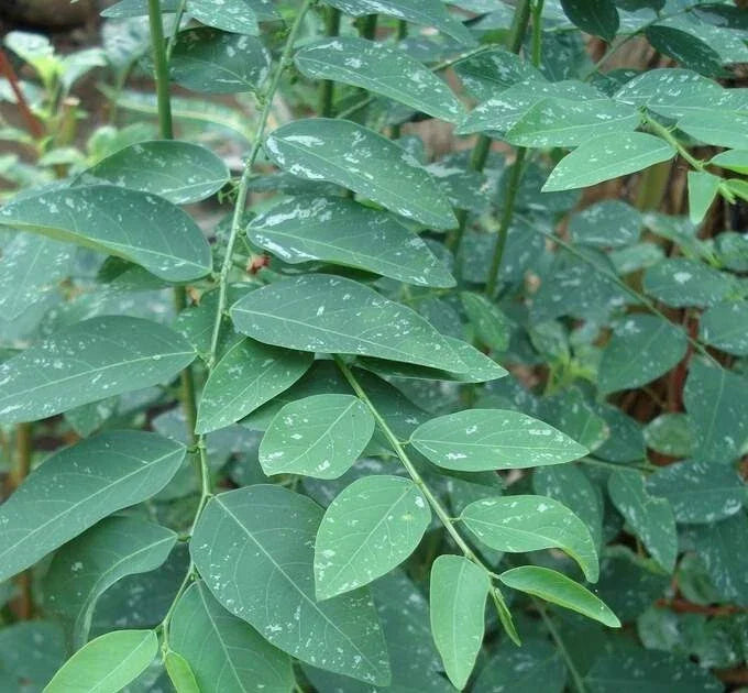 Katuk Cuttings 8 Pack Sauropus androgynus Edible Leaves for Food Forest and Permaculture Gardening