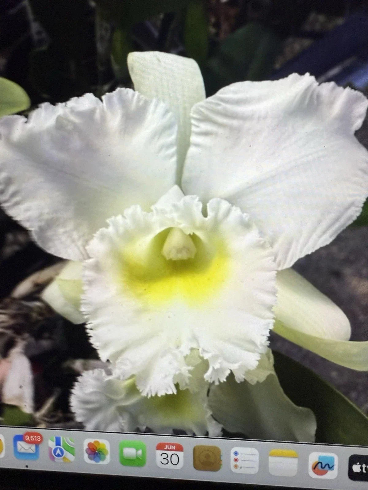 Orchid Plant Bare Root 4 Rooted Stems Brassia Hybrid Indoor Flowering Houseplant