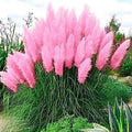 Pink Pampas Grass Seeds - Ornamental Cortaderia selloana for Landscaping, Dried Flowers, 100 Seeds