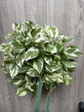 Pothos Cuttings 3 Pearls and Jade Variegated Devil’s Ivy Indoor House Plant Epipremnum aureum