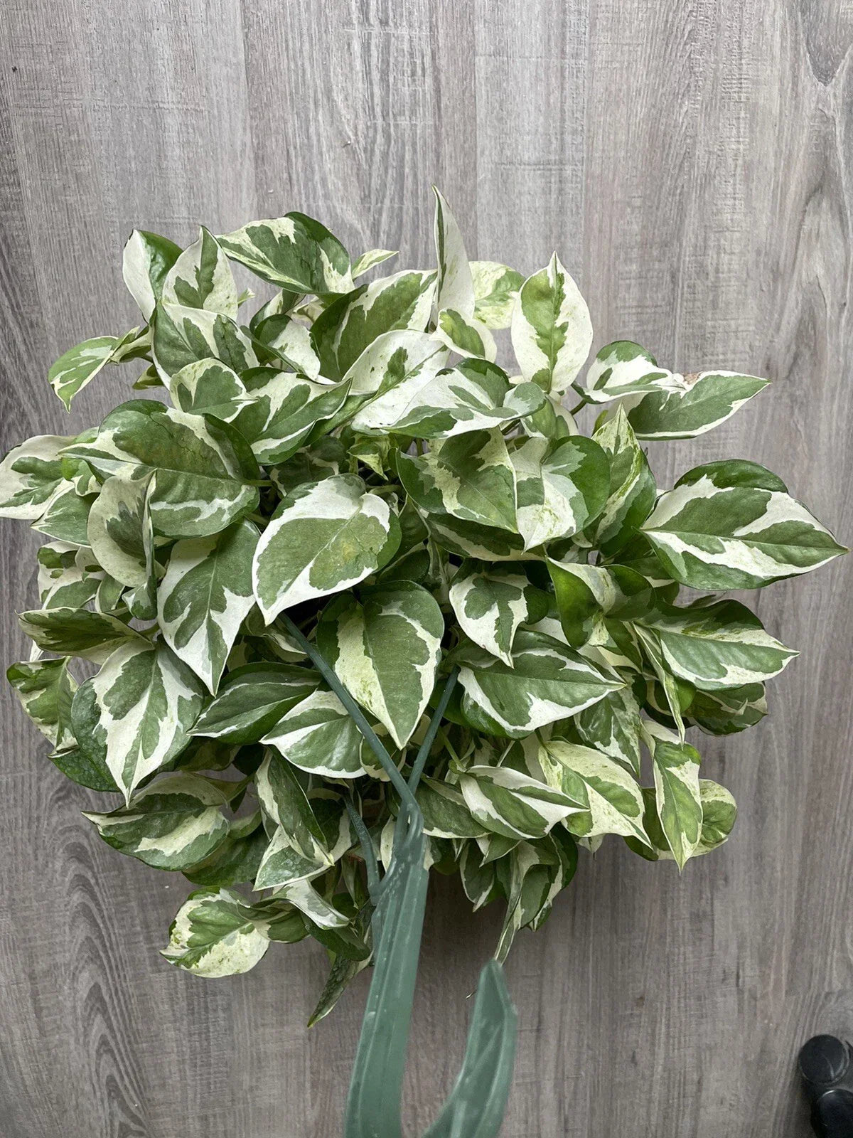 Pothos Cuttings 3 Pearls and Jade Variegated Devil’s Ivy Indoor House Plant Epipremnum aureum