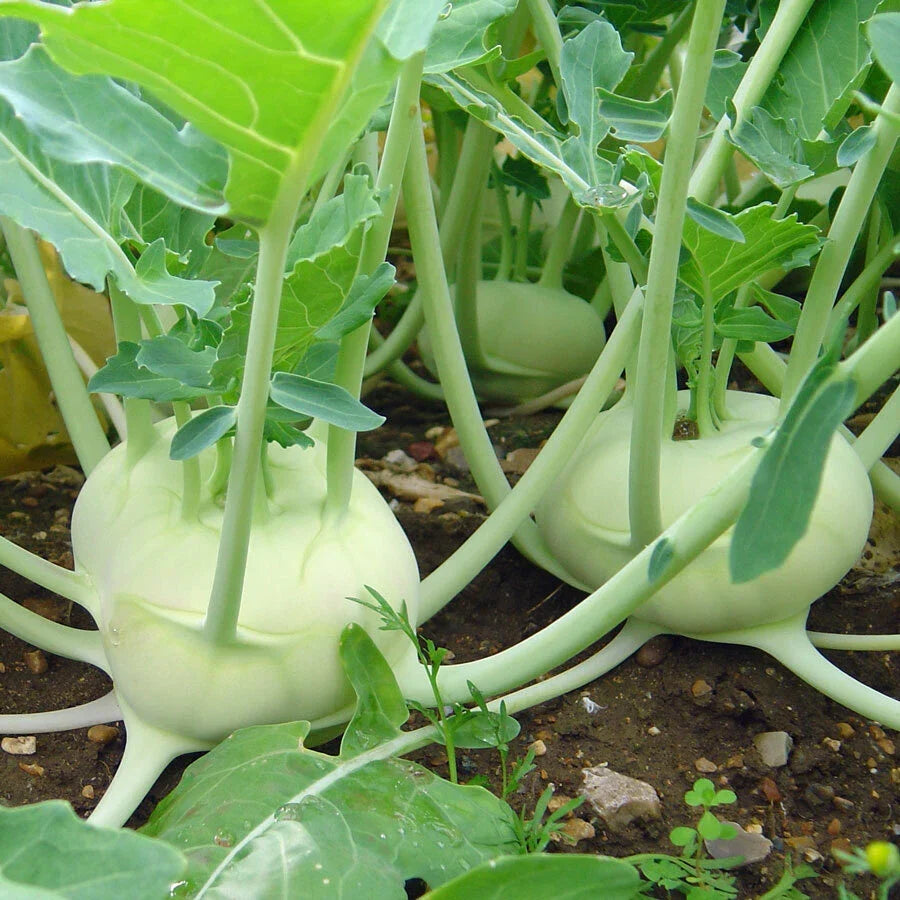 Kohlrabi Seeds White Vienna Heirloom Non-GMO Vegetable Pack of 300+ Brassica oleracea var. gongylodes