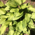 Golden Tiara Hosta Plant - Bare Root Shade Perennial with Purple Flowers