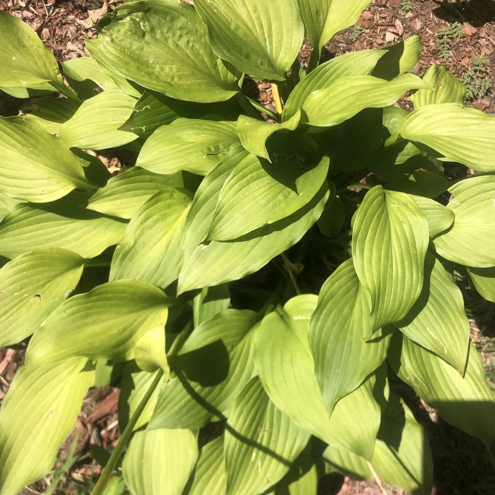 Golden Tiara Hosta Plant - Bare Root Shade Perennial with Purple Flowers