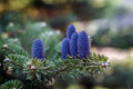 Korean Fir Tree Seeds - 20 Pack - Blue Cones - Abies koreana - Evergreen, Cold Hardy, Compact Growth