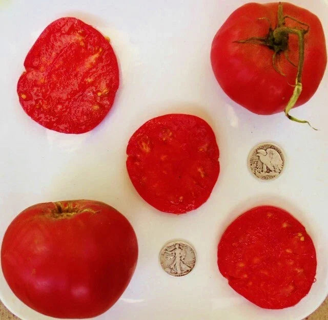 Anna Russian Tomato Seeds - Heirloom Solanum lycopersicum, 25 Pack, Juicy Red Tomatoes for Home Gardening