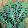 Red Russian Kale Seeds - 200+ Count Brassica oleracea Tender Leaves Organic USA Grown