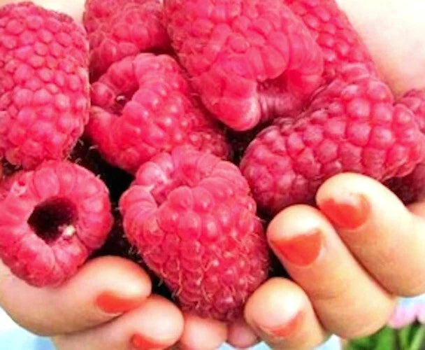 Giant Raspberry Cuttings - 10 Unrooted 'Gordost Rossii' Rubus idaeus for Home Garden, Patio, Container Growing