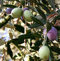 Olive Tree Cutting 12" 'Oblonga' Olea Europaea Rooted in Pot for Garden or Patio