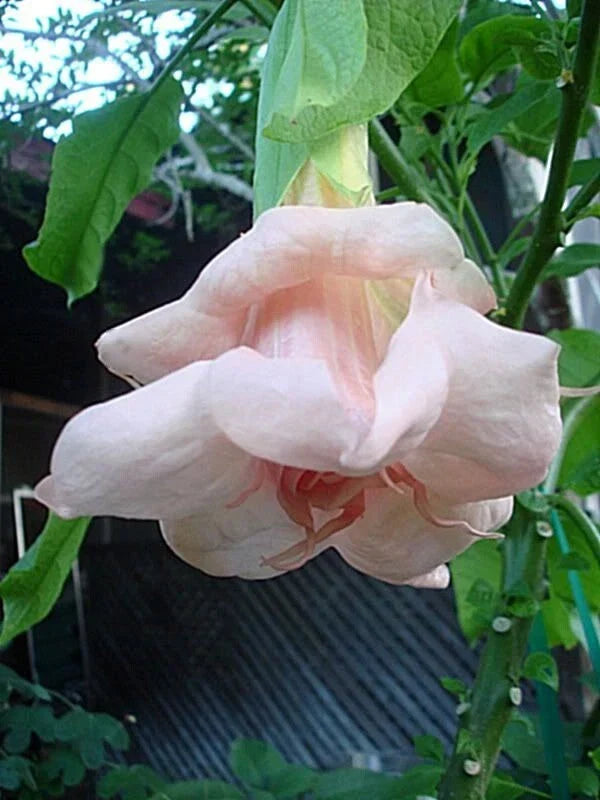 Baby Pink Angel Trumpet Seeds - Brugmansia spp. Double Flower Garden Seeds for Outdoor Planting