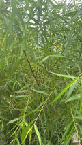 Unrooted Black Willow Cuttings (Salix Nigra) for Propagation, Ornamental Privacy Hedge, Wet Soil Tolerance