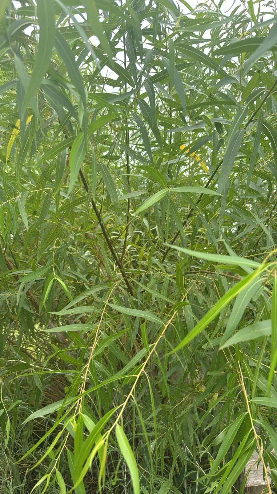 Unrooted Black Willow Cuttings (Salix Nigra) for Propagation, Ornamental Privacy Hedge, Wet Soil Tolerance