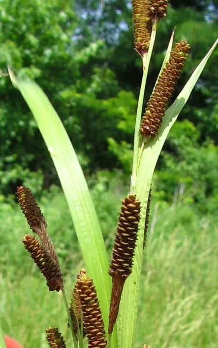 Pinecone Cattail Seeds for Planting, Carex shortiana, Wetland Native Plant, Sedge Seeds, Pond & Rain Garden Seeds