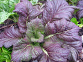Red Giant Mustard Seeds - Non-GMO Brassica juncea Heirloom Variety 100g Pack for Garden Growing