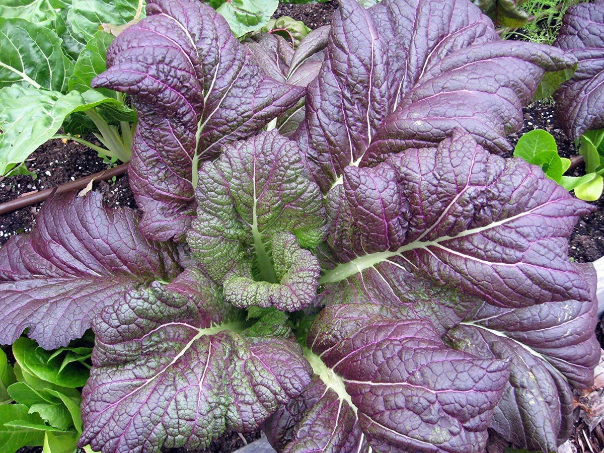 Red Giant Mustard Seeds - Non-GMO Brassica juncea Heirloom Variety 100g Pack for Garden Growing