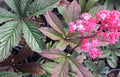Rodgersia henrici Hybrid Seeds - Perennial Shade Garden Plants, Unique Foliage, Hardy Clumping Plants, 15 Seeds