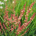 Sheep Sorrel Seeds Packet of 100 | Rumex acetosella Edible Herb Garden Plant | Perennial, Lemon Flavor