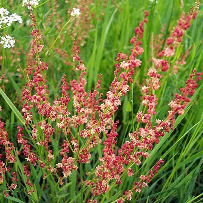 Sheep Sorrel Seeds Packet of 100 | Rumex acetosella Edible Herb Garden Plant | Perennial, Lemon Flavor