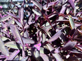 Organic Purple Heart Wandering Jew Cuttings – 8 Tradescantia Pallida Purpurea Indoor Outdoor Plantlets