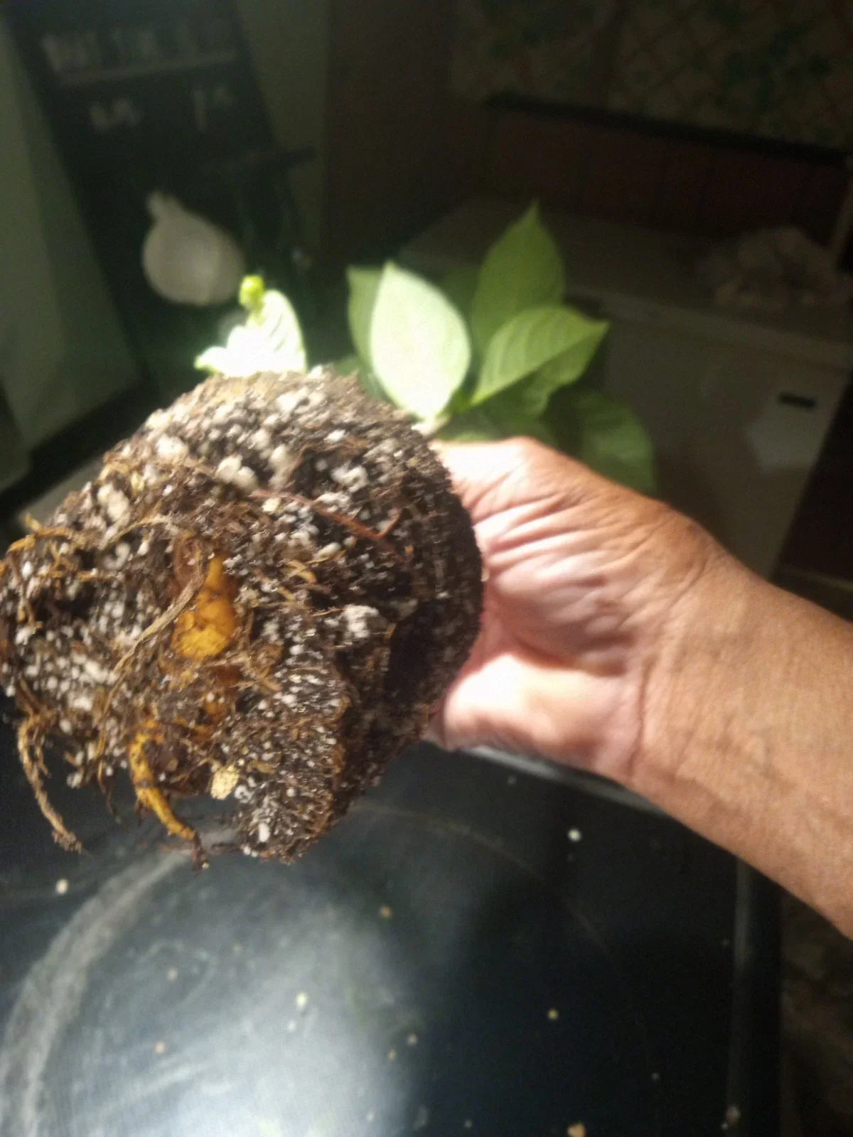 Baobab Tree Plant - Fully Rooted Adansonia Digitata in 4-Inch Pot - Indoor Outdoor Drought-Resistant Tree