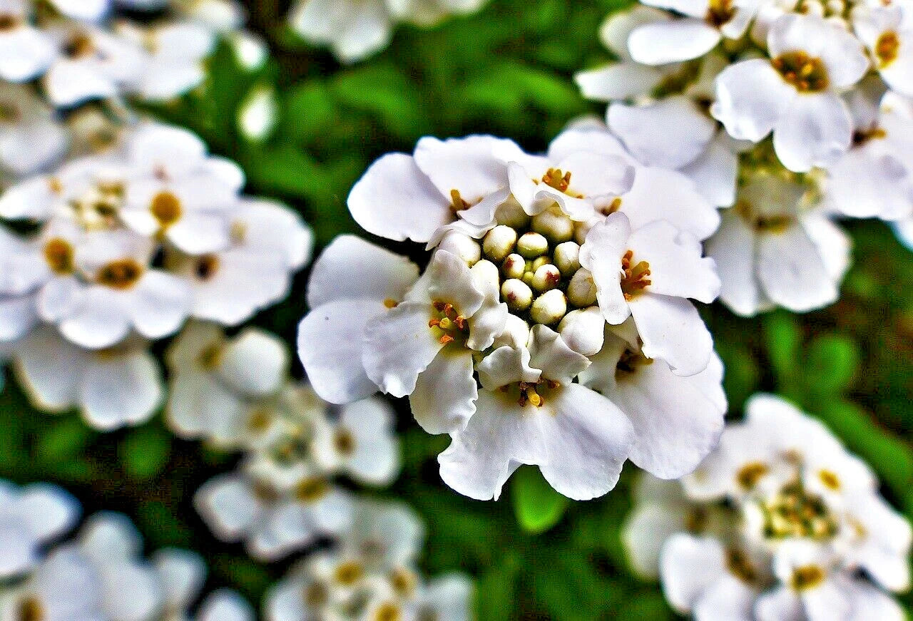 Empress White Candytuft Seeds - 250+ Iberis Amara Flower Seeds for Garden, Border, Rock Garden, Herbal Use