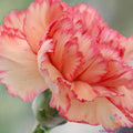 Rock Pink Carnation Seeds - Dianthus caryophyllus, Perennial, Pink Flowers, Easy to Grow, Non-GMO, Garden Planting, 200+ Seeds