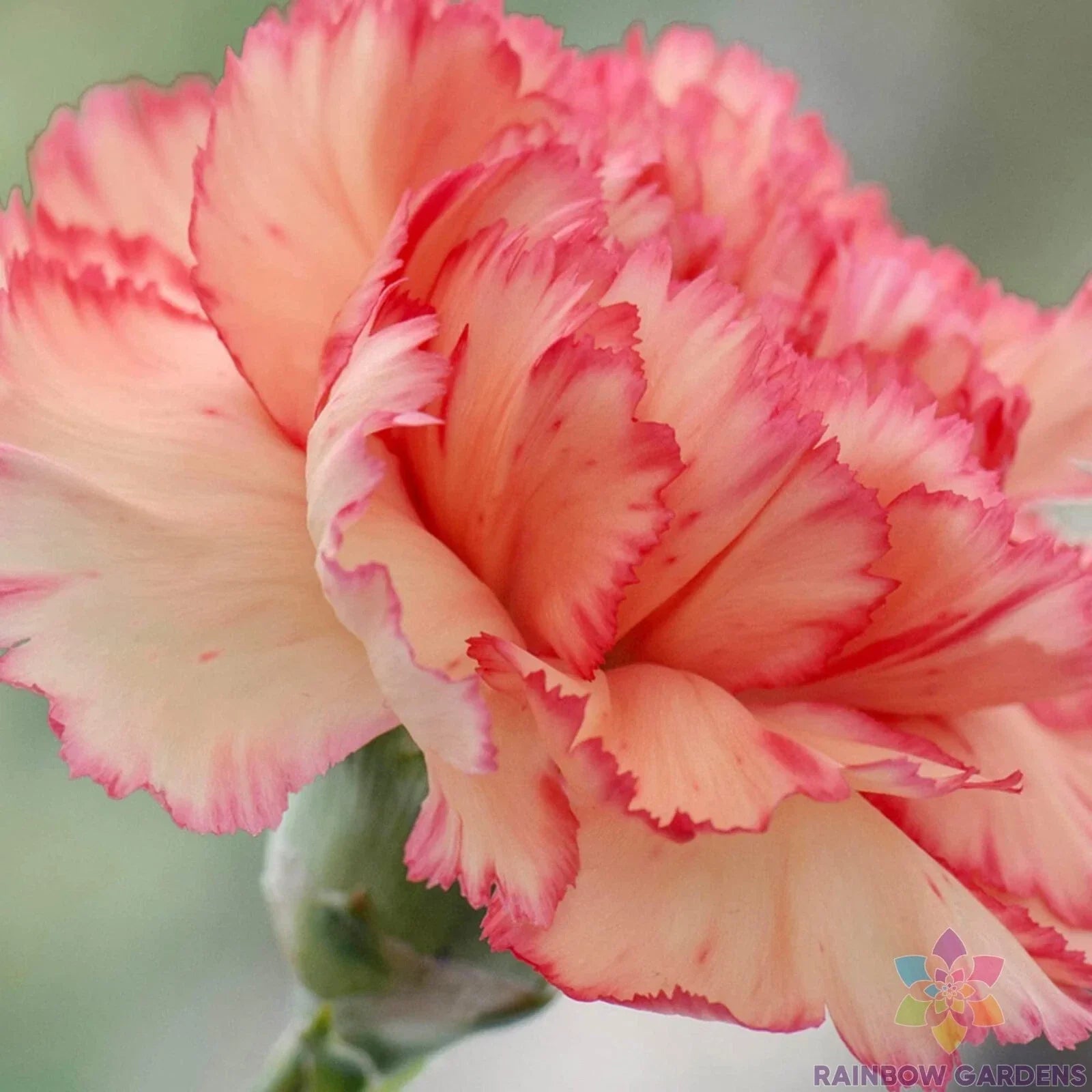 Rock Pink Carnation Seeds - Dianthus caryophyllus, Perennial, Pink Flowers, Easy to Grow, Non-GMO, Garden Planting, 200+ Seeds