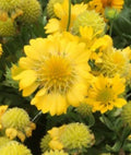 Yellow Indian Blanket Seeds - Gaillardia Aristata - Blanket Flower Seeds for Garden, Borders & Containers - 50+ Fresh Seeds