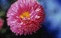 Aster Seeds - Rainbow Variety - Bright Vivid Blooms - Aster spp. - Garden Flower Seeds - Full Sun Perennial