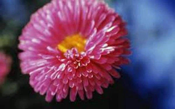 Aster Seeds - Rainbow Variety - Bright Vivid Blooms - Aster spp. - Garden Flower Seeds - Full Sun Perennial