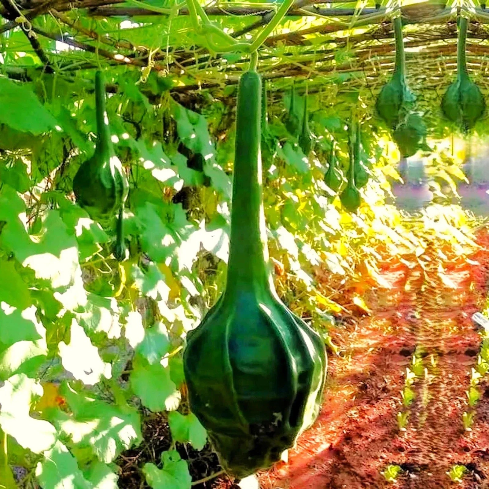 Caveman's Club Gourd Seeds - Large Maranka Heirloom Vegetable Seeds for 2025 Planting - Unique Lagenaria Siceraria Gourds