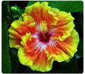 Small Rooted Tahitian Sunset Splendor Hibiscus Plant | Exotic Hibiscus rosa-sinensis Starter for Garden or Indoor