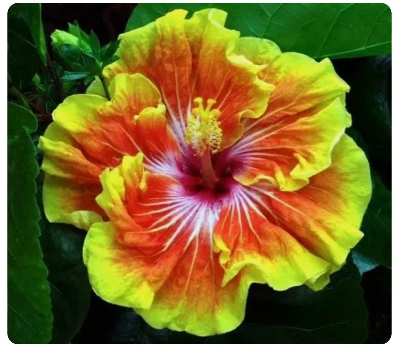 Small Rooted Tahitian Sunset Splendor Hibiscus Plant | Exotic Hibiscus rosa-sinensis Starter for Garden or Indoor