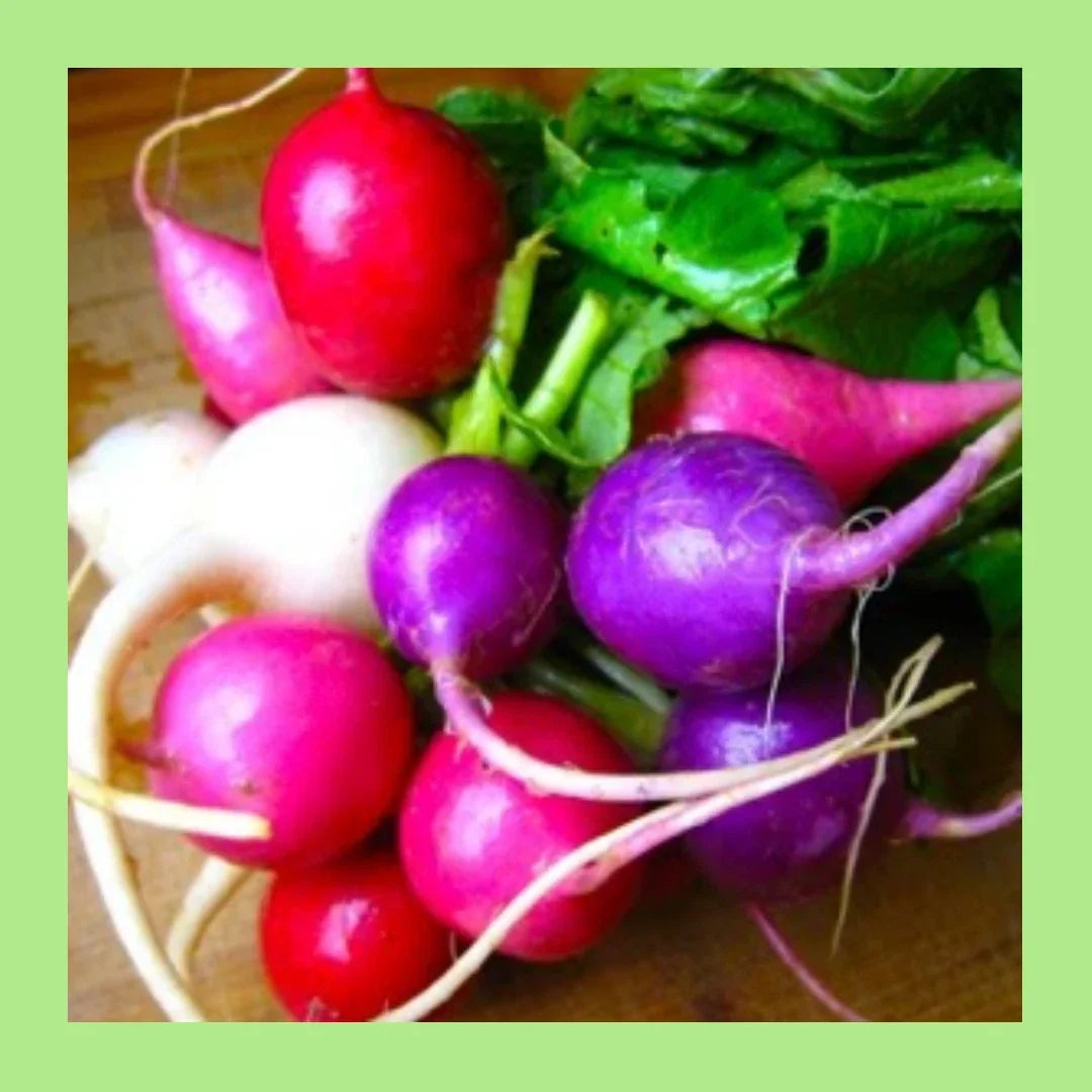 Easter Egg Blend Radish Seeds - Colorful Mix, 180 Seeds, Raphanus sativus, Fast-Growing, Non-GMO, USA
