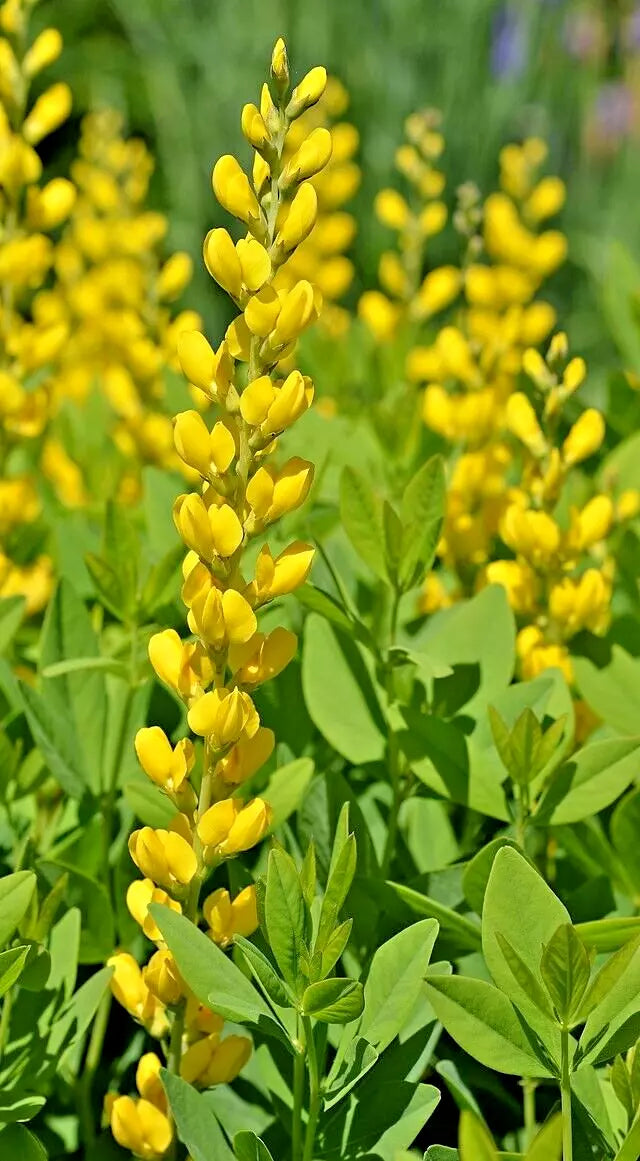 Yellow Indigo Seeds - Baptisia sphaerocarpa - Easy to Grow False Indigo Plant Seeds for Garden Beds & Borders