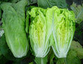 Heirloom Romaine Lettuce Seeds – Paris Island Cos, Crisp Salad Variety, Lactuca sativa, Pack of 500-5000 Seeds