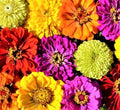 Painted Wagon Zinnia Seeds – 100+ Seeds, Colorful Annual Flower, Zinnia elegans, Vibrant Blooms for Garden, Borders & Cuttings